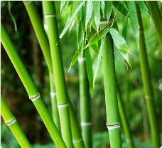 Bamboo