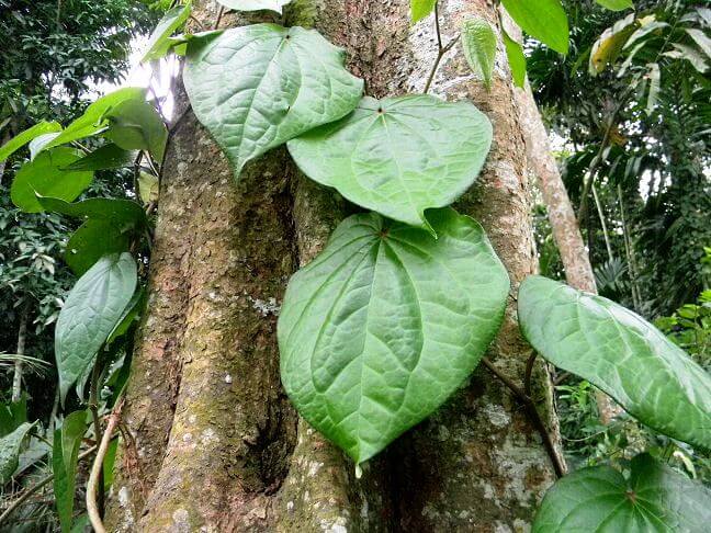 Betel Leaf