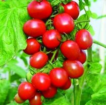 Cheri Tomato