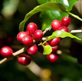 Coffee