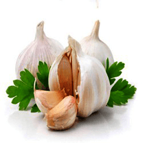 Garlic