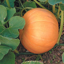 Pumpkin