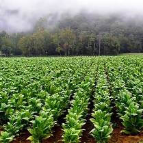 Tobaco