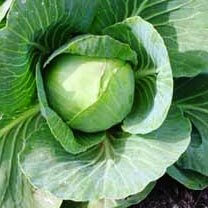 Cabbage