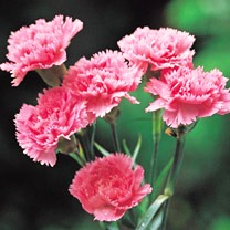 Carnations
