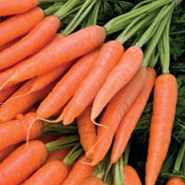 Carrot