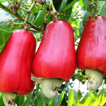 Cashewnut