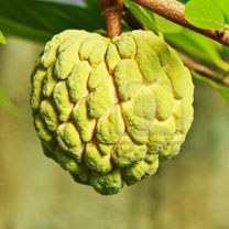 Custard Apple