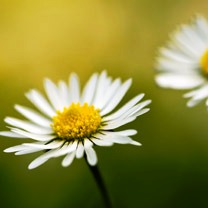 Daisy