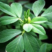 Methi, Fenugreek