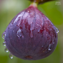 Fig
