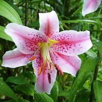 Lily