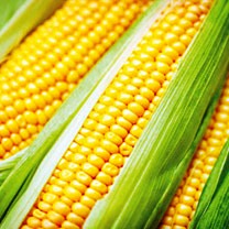 Corn