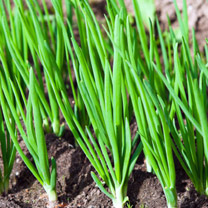 Kandapaat, spring onions