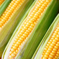 Sweetcorn