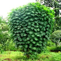 Topioca