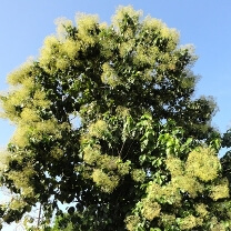 Saagwan