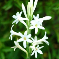 Gulchadi, Tuberose