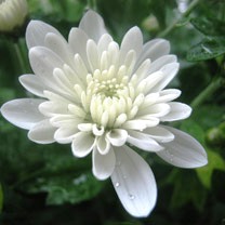 Shewanti, chrysanthemum